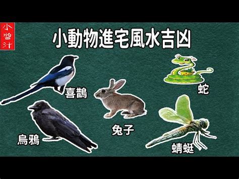 蜻蜓入 屋 風水|晚上蜻蜓飛到家裡徵兆：風水學上認為送福上門（代表。